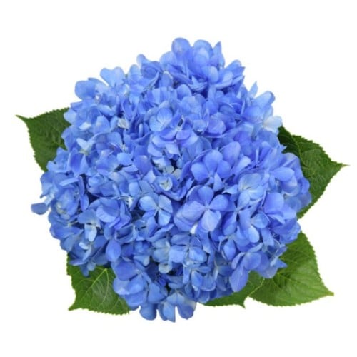 Shocking Blue Hydrangea 30 Stems