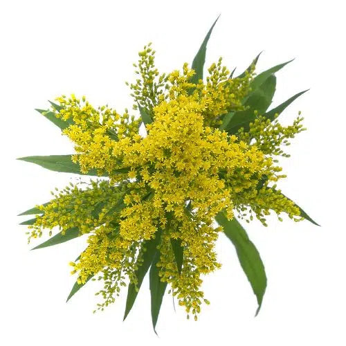Solidago Yellow Aster 100 stems