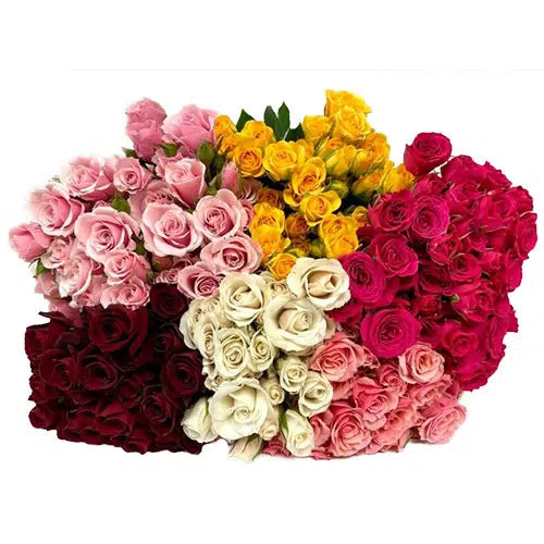 Assorted Mini Spray Roses, 100 stems