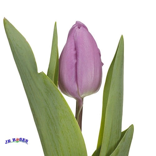 Lavender Tulip Flower 150 Blooms