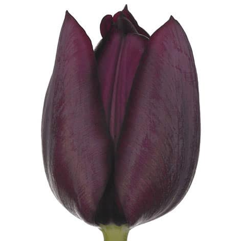 Black Tulip (Dark Purple) Flowers 150 Blooms