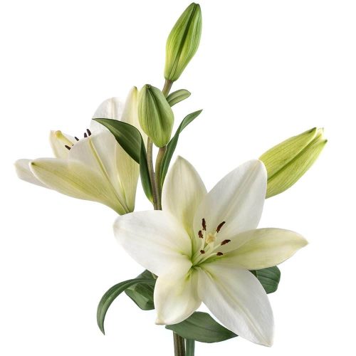 Lily Flowers 60 Stems