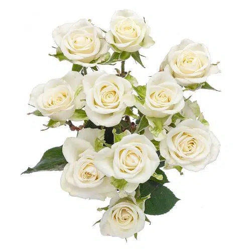 White Mini Spray Roses, 100 stems