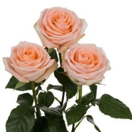 100 Peach Roses