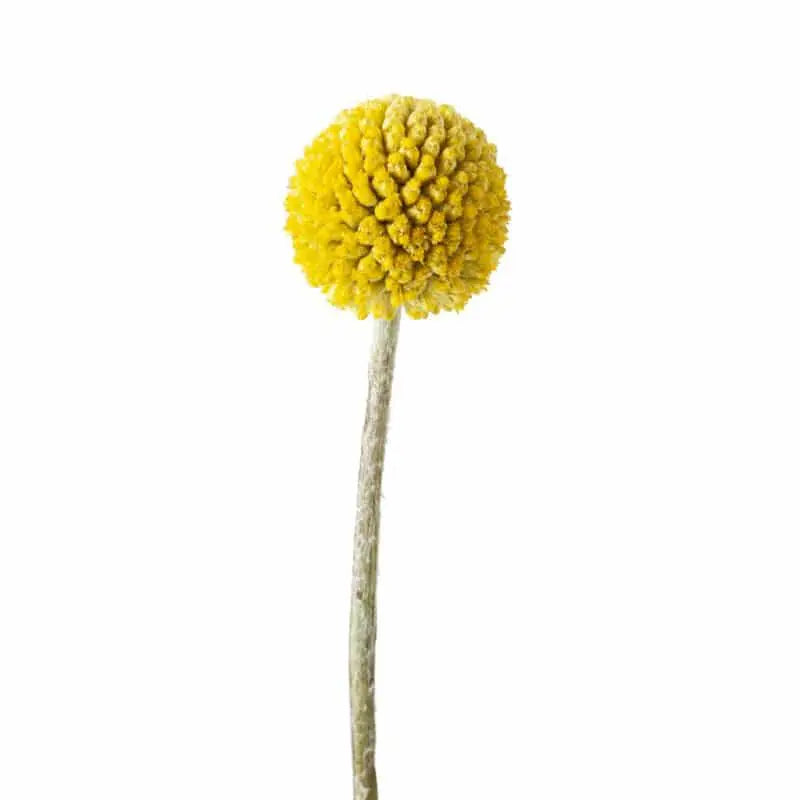 Billy Balls 50 stems