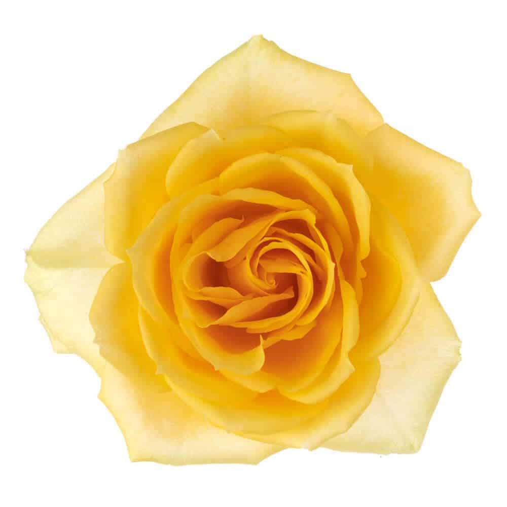 Light Yellow Roses, 100 stems