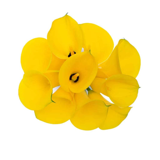 Yellow Mini Calla Lily